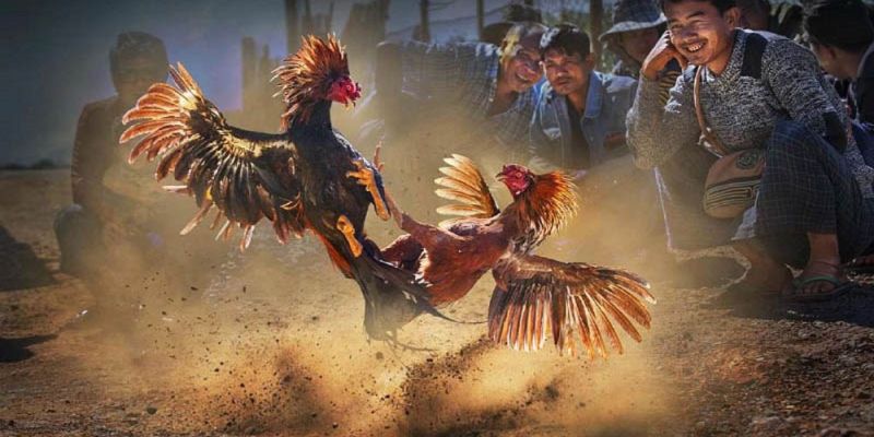 Banner www.mayphuongthao.com