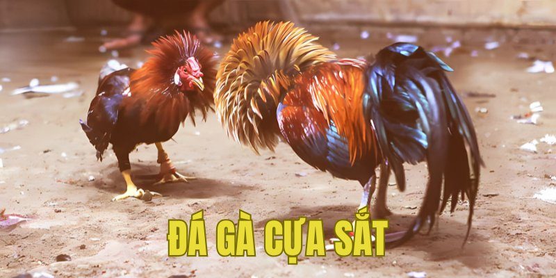 Banner www.mayphuongthao.com